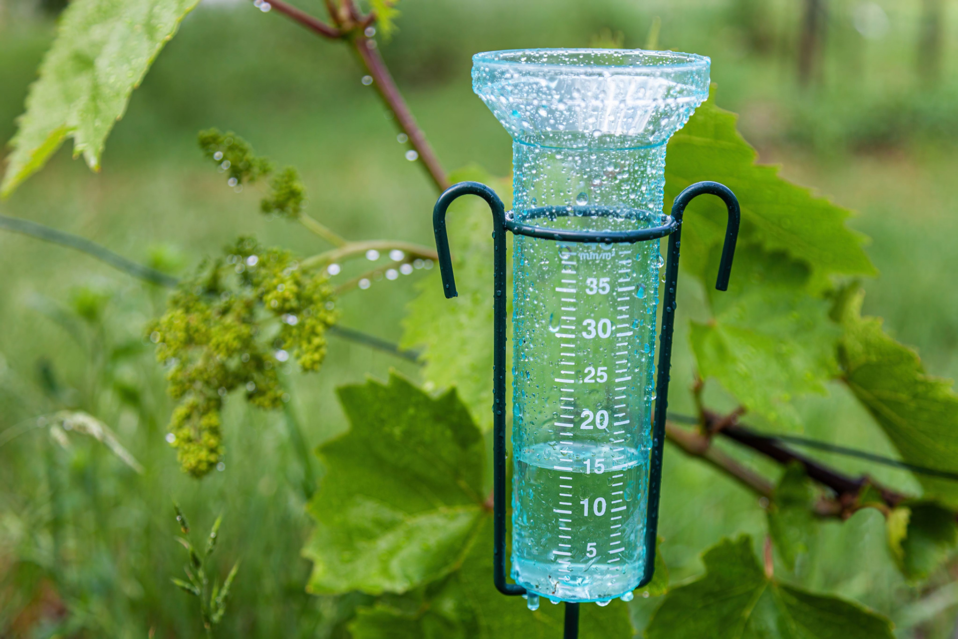 A rain gauge with water in it